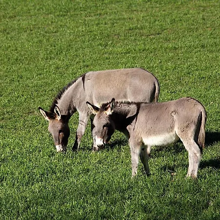 Lejlighed Le Calle Cinigiano
